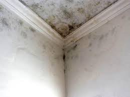 Best Mold Damage Restoration  in University City, MO