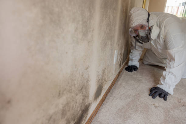 Best Residential Mold Inspection & Testing  in University City, MO